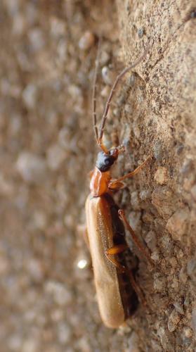 Réf. 324 744 : Rhagonycha nigriceps